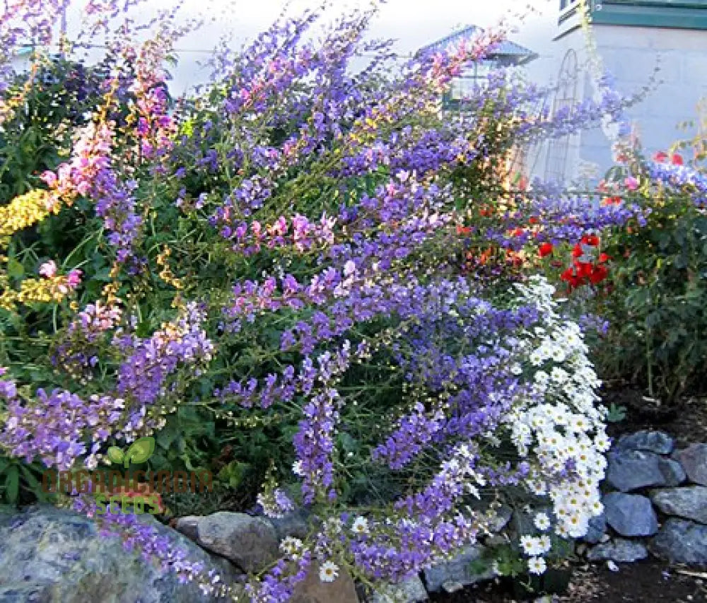 Salvia seeds planted in garden bed producing vibrant flower spikes