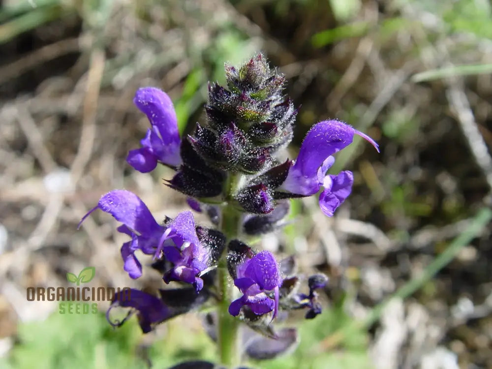 Salvia Verbenaca seeds herbaceous perennial for gardening