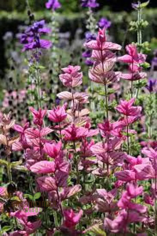 Salvia Viridis â€™Pink Sundaeâ€™ Seeds - Exquisite Pink Flowers For Gardening Enthusiasts