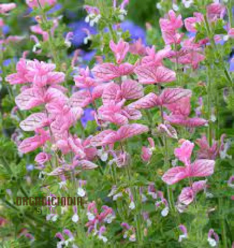 Salvia Viridis â€™Pink Sundaeâ€™ Seeds - Exquisite Pink Flowers For Gardening Enthusiasts