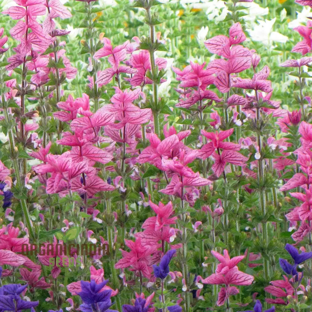Salvia Viridis â€™Pink Sundaeâ€™ Seeds - Exquisite Pink Flowers For Gardening Enthusiasts