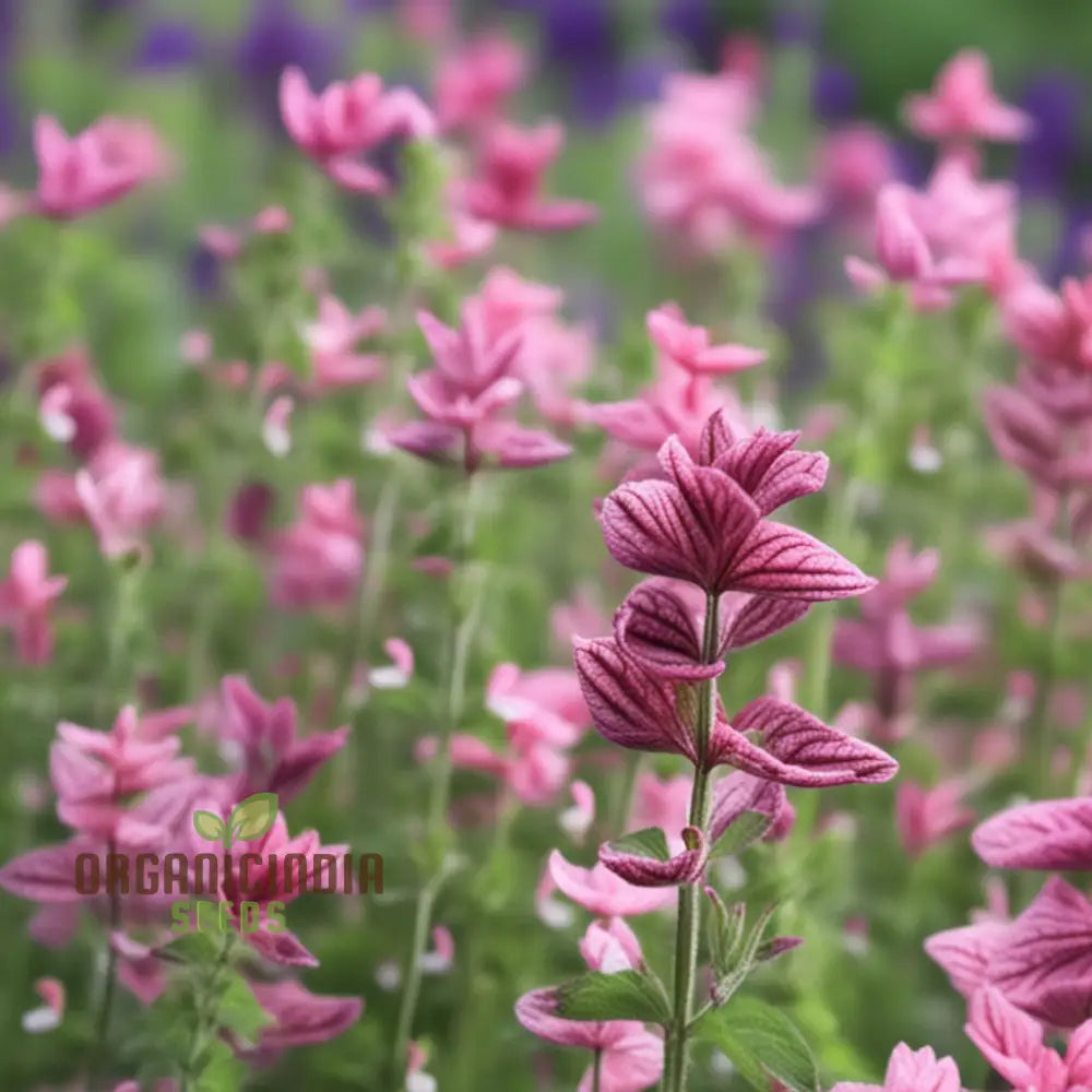 Flower spikes of Salvia Say So Rose grown from quality seeds