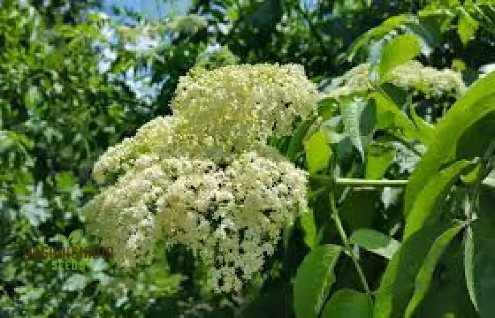 150 Graines De Sureau Noir (Sambucus Nigra) - Graines Reproductibles, Non Traitées - Pour Jardin Permaculture, Haies, Plantes Médicinales - 5