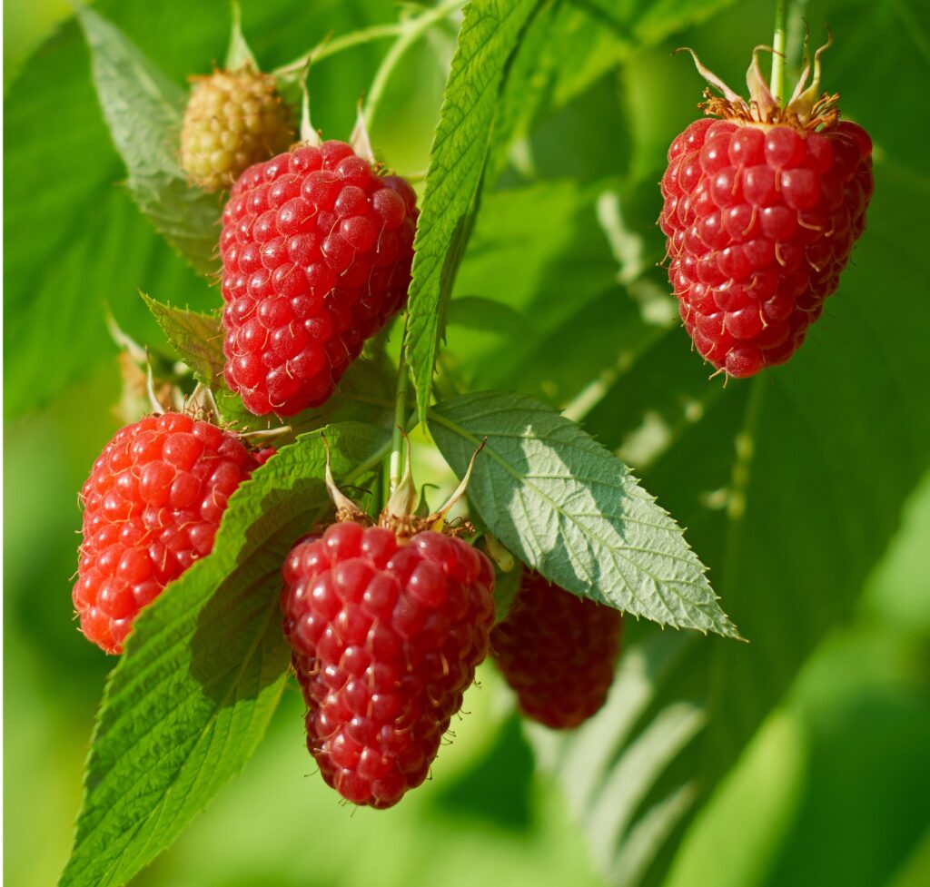 San Andreas strawberry seeds for planting large sweet everbearing berries