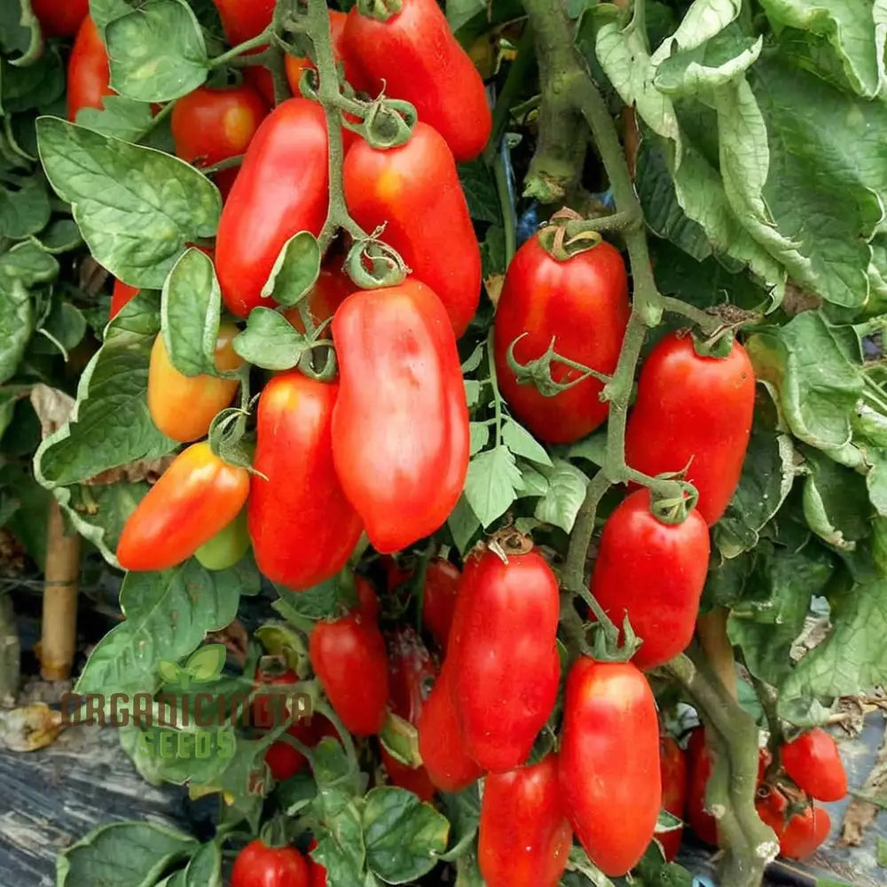 Mature San Marzano Tomato Plant from Seeds, High Yield Heirloom Variety