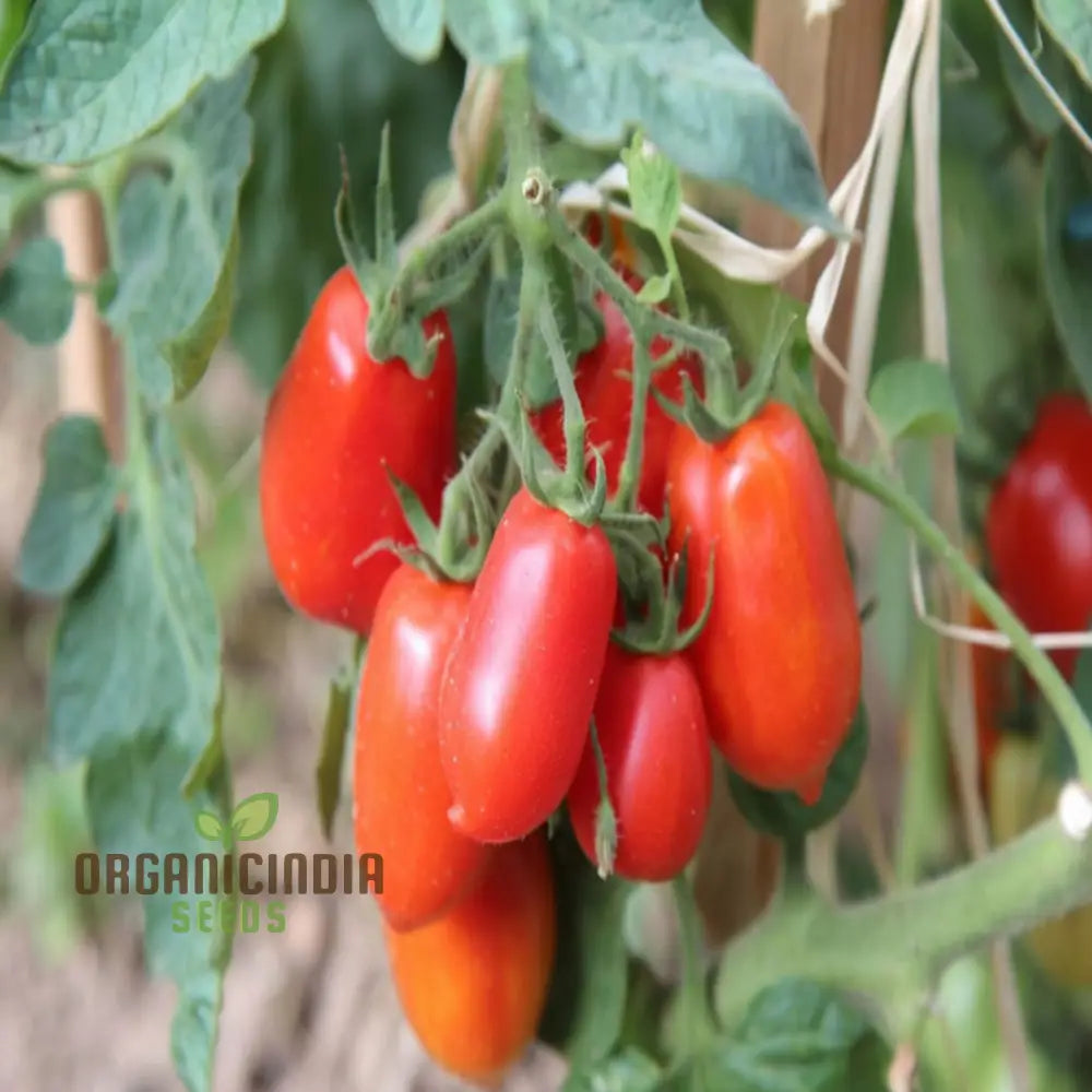 San Marzano Tomato Seeds for Planting, Heirloom Italian Tomato Variety