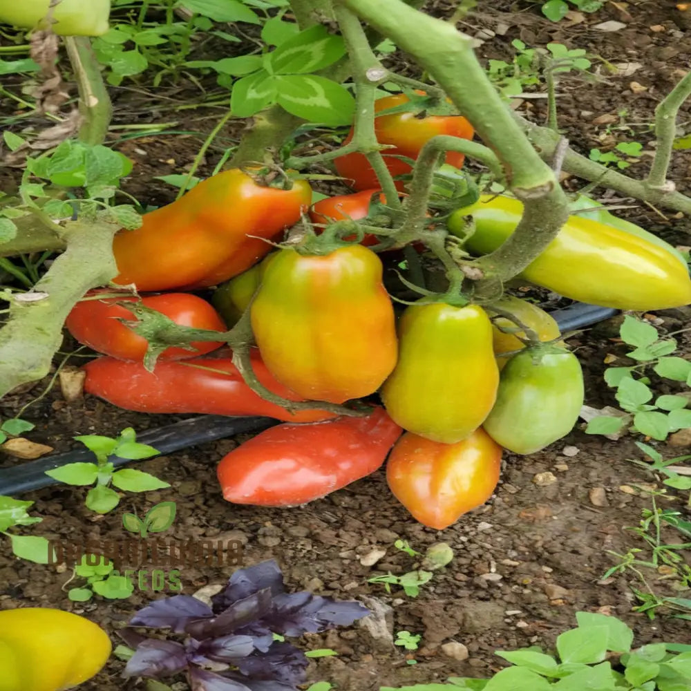 San Marzano Tomatoes on the Vine, Rich Flavor Heirloom Tomato Seeds
