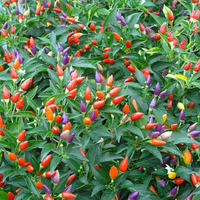 Santa Fe Grande Chilli Seeds for Planting, Mild Organic Pepper Seeds