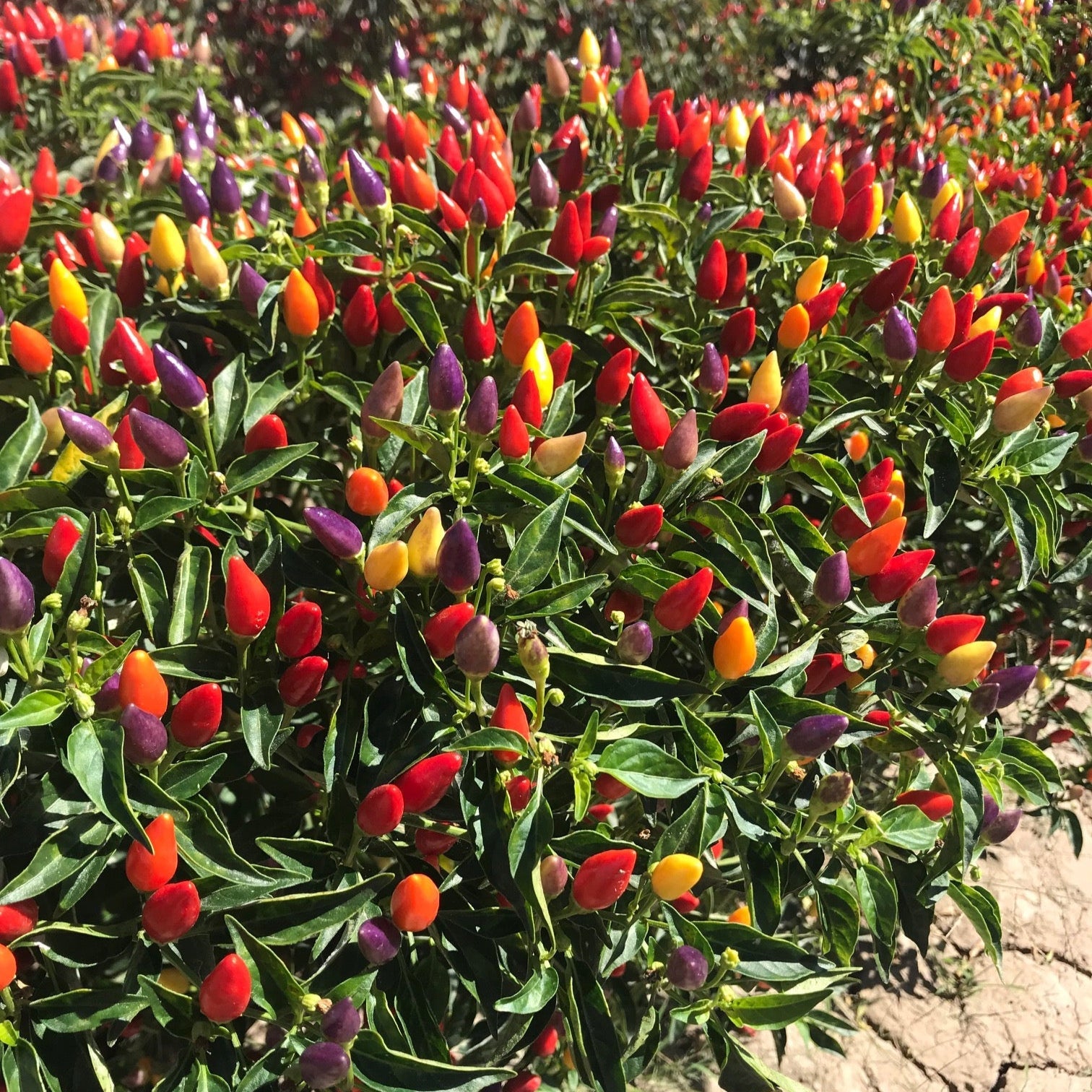 Santa Fe Grande Chili Plants in Garden, Organic Gardening Seeds