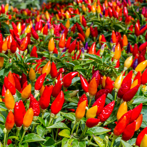 Santa Fe Grande Chili Plant from Seeds, High Yield Pepper Variety