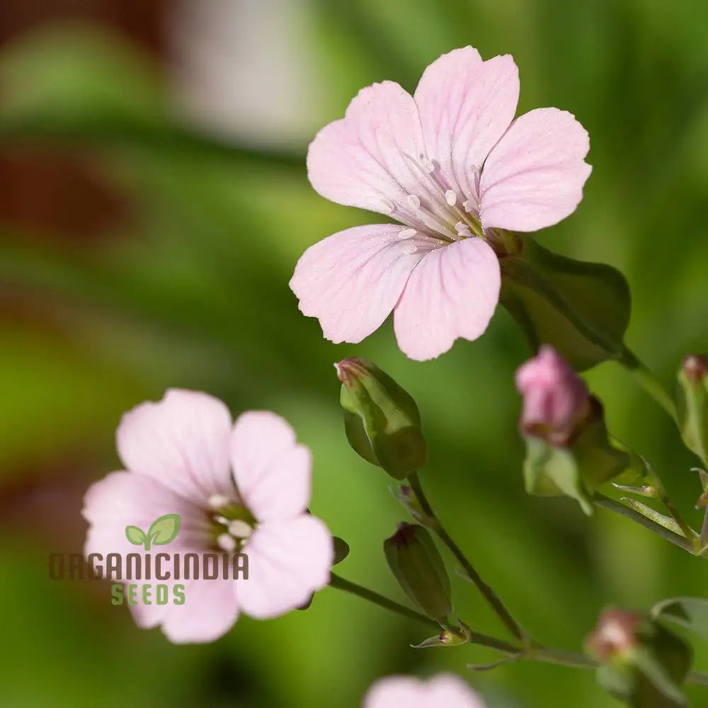 Saponaria Vaccaria â€™Pink Beautyâ€™ Seeds - Gardening Delight For Your Home Garden Premium Quality