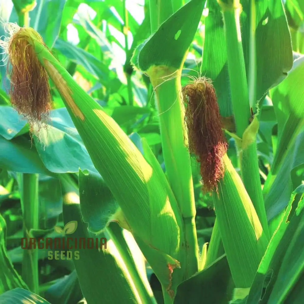 Sapphire Blue Corn Seeds â€“ Planting For A Stunning And Distinctive Harvest Squash Gourds