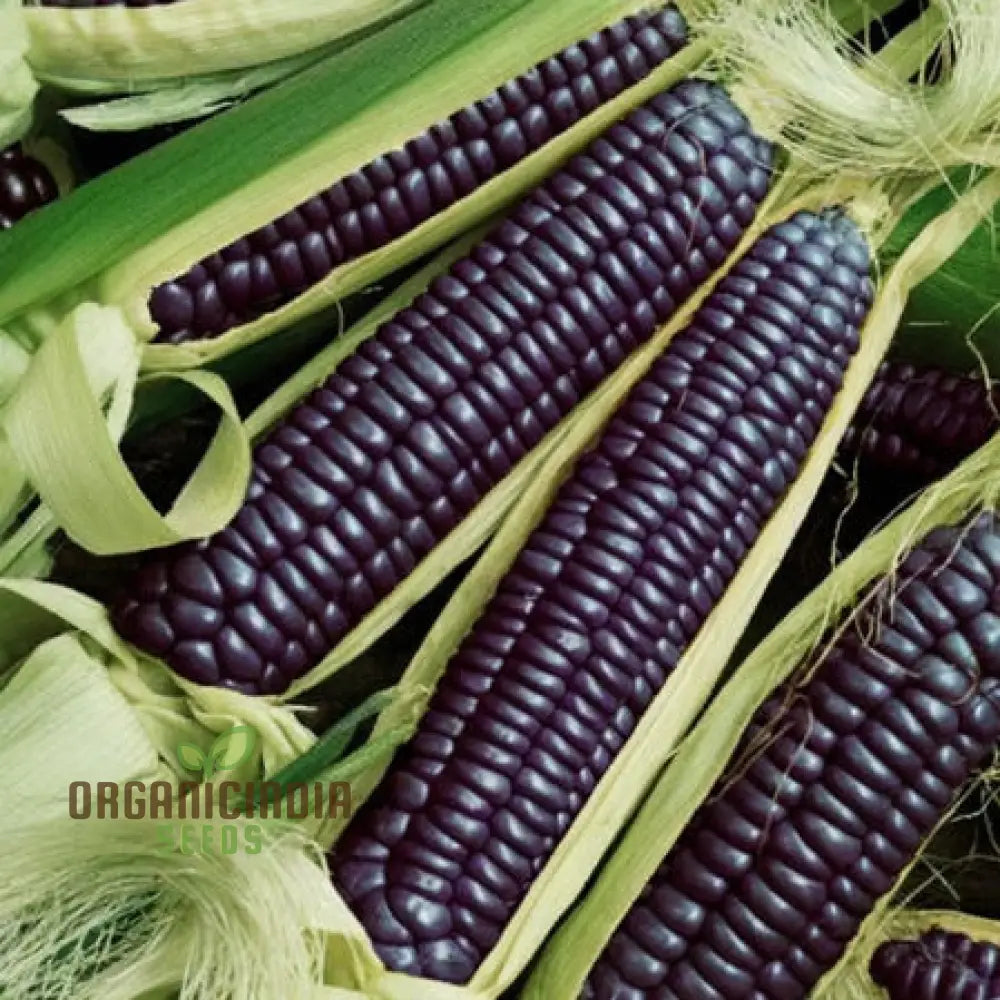 Sapphire Blue Corn Seeds â€“ Planting For A Stunning And Distinctive Harvest Squash Gourds