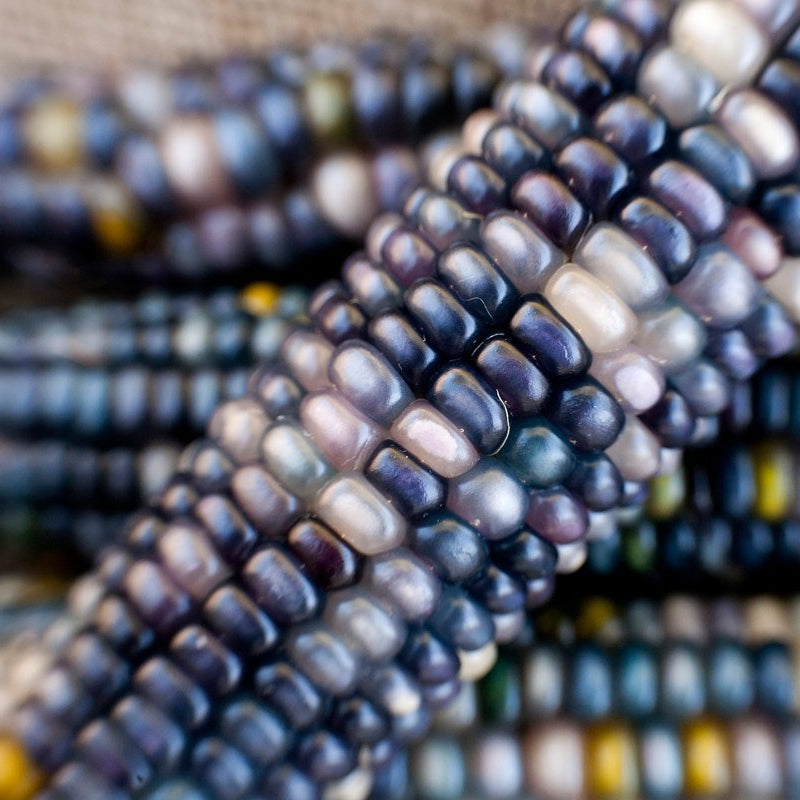 Sapphire Blue Corn Seeds for Planting, Heirloom Blue Corn Variety