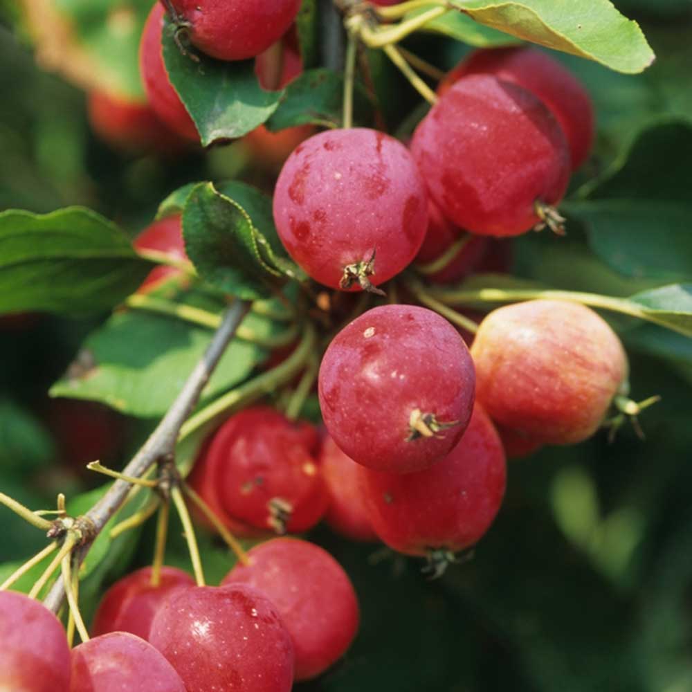 Sargent Crab Apple seeds Non-GMO
