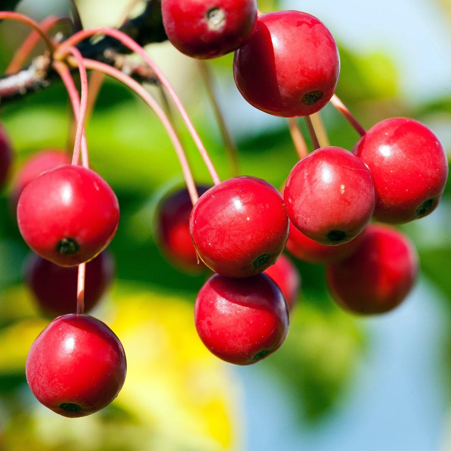 Sargent's Crabapple flowering branch