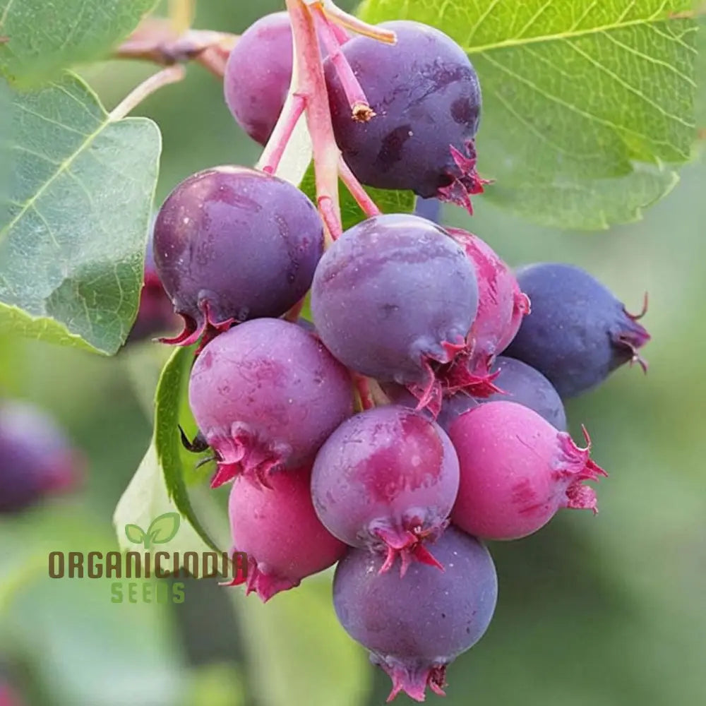 Saskatoon Berry Fruit Seeds â€“ Elevate Your Gardening Experience With Delicious Nutritious Berries
