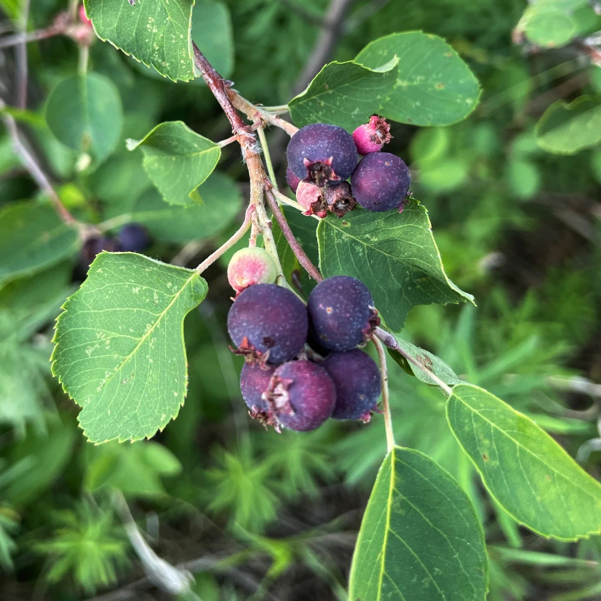 Saskatoon Serviceberry Seeds (Amelanchier alnifolia) for Planting