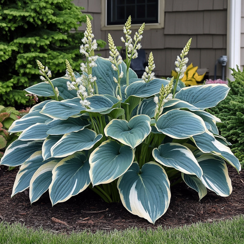 Rare Blue Variegated Hosta Seeds, Blue-Green Leaves with White and Yellow Margins