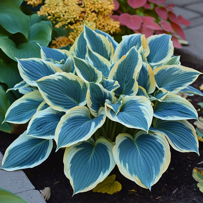 Rare Blue Variegated Hosta Seeds, Blue-Green Leaves with White and Yellow Margins