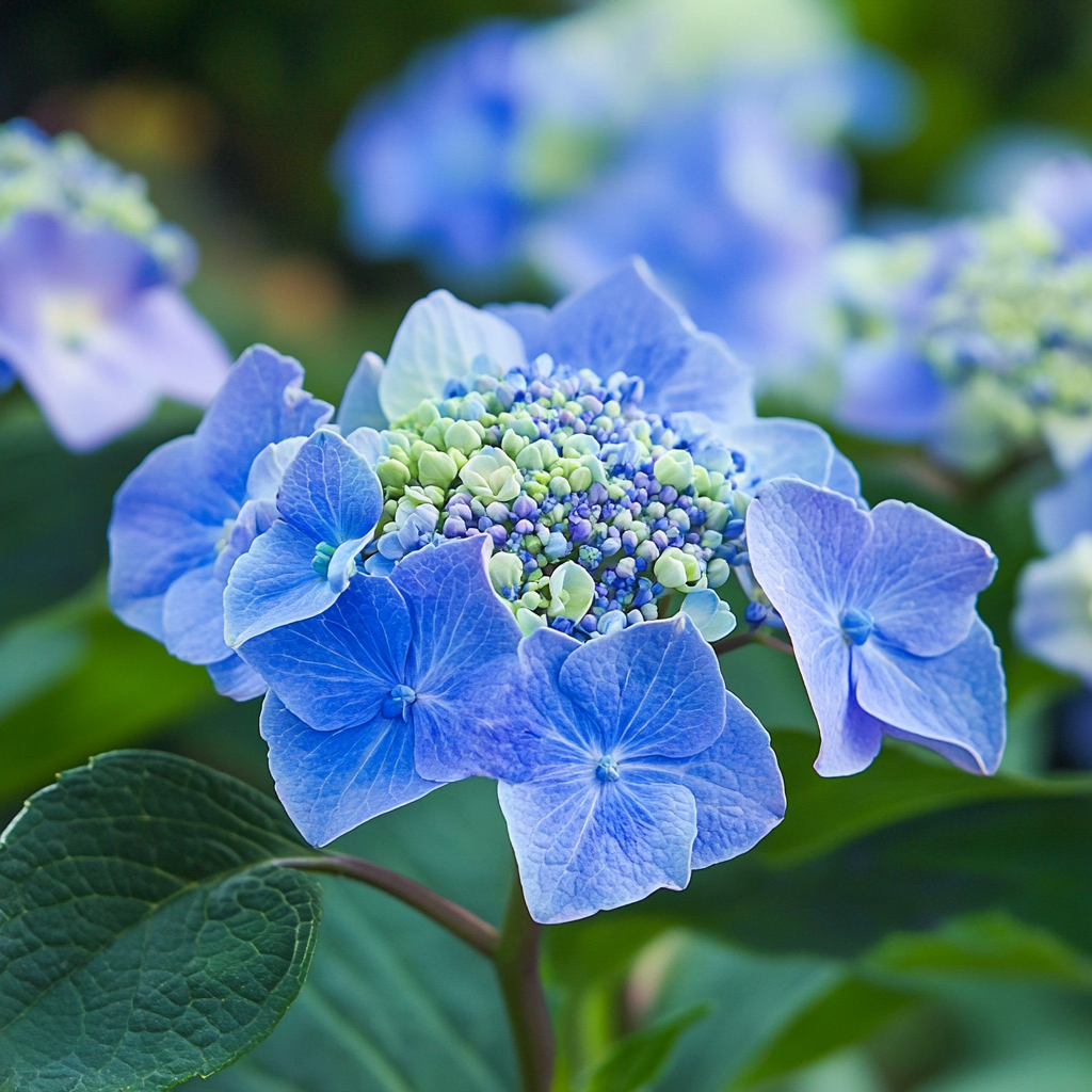 Bluebird Hydrangea – Elegant Lacecap Blooms with Striking Blue Hues