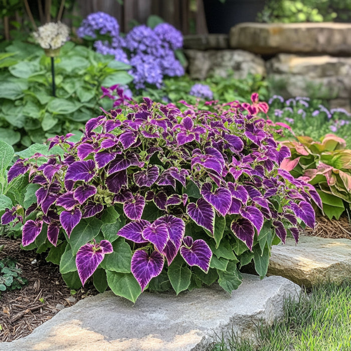 Coleus Trailing Purple Seeds | Stunning Purple Leaves with Green Edges for Cascading Beauty