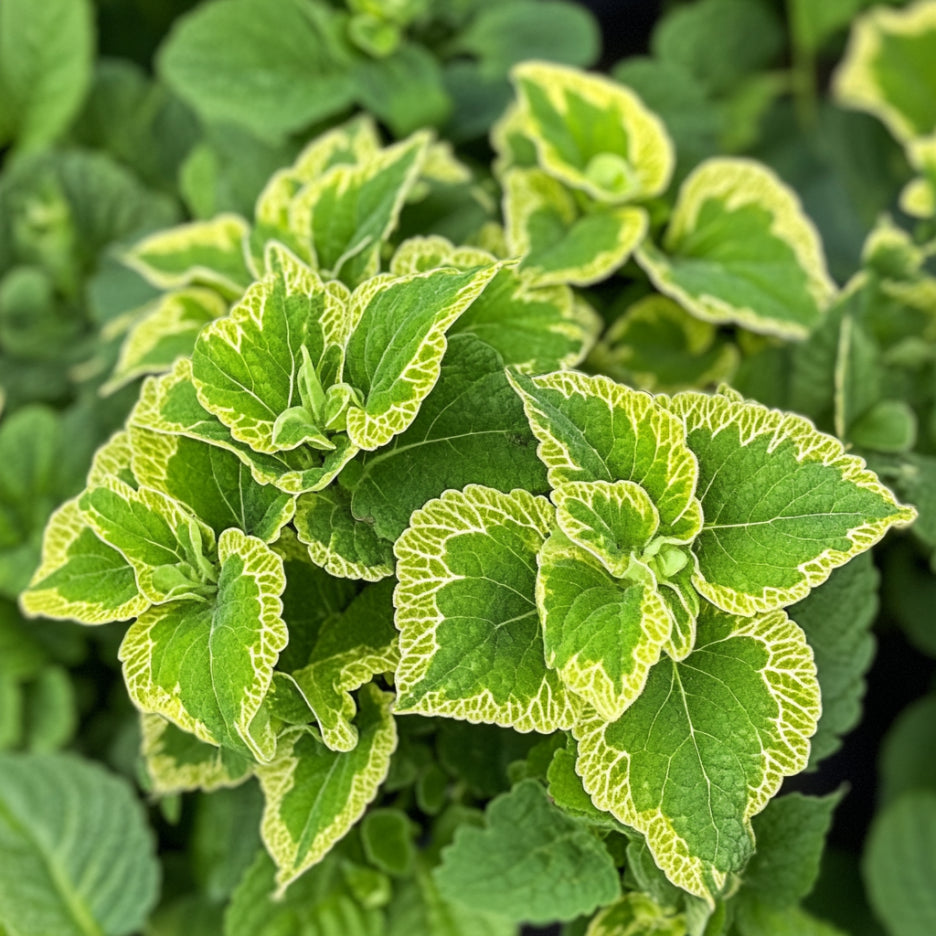 Coleus Wasabi Seeds | Vibrant Green Foliage with Yellowish Veins & Edges for Bold Contrast