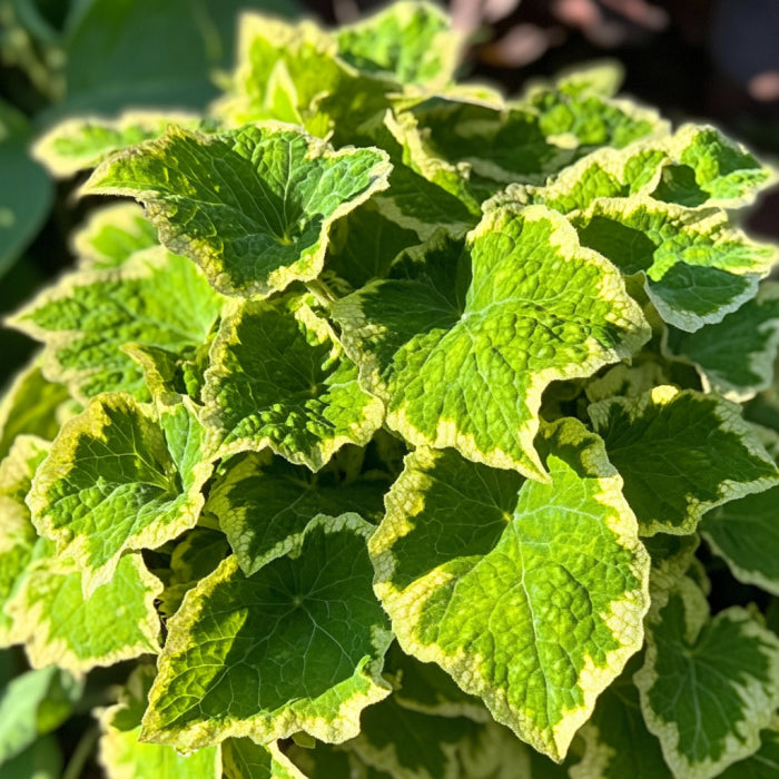 Coleus Wasabi Seeds | Vibrant Green Foliage with Yellowish Veins & Edges for Bold Contrast