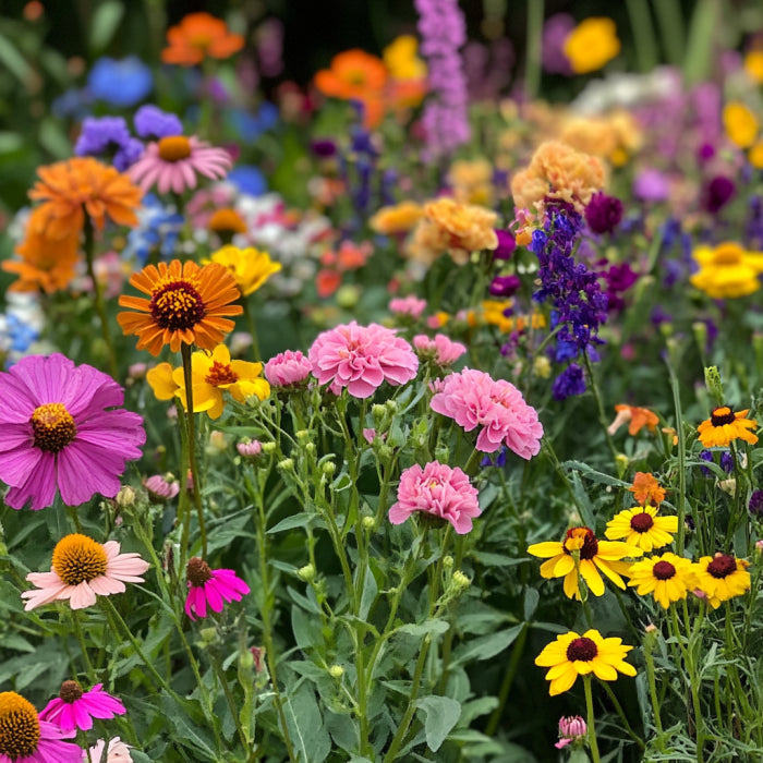 Cut and Come Again Zinnia Seeds, Continuous Blooms for Long-Lasting Color