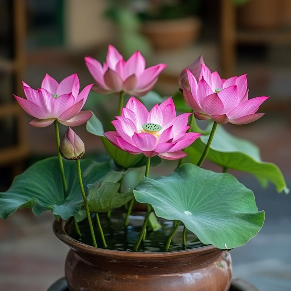 Premium Pink Lotus Flower Seeds, Grow Exotic Blooms