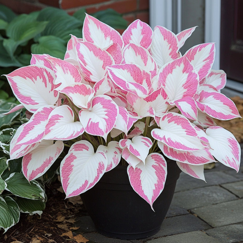 Rare Mix Hosta Plant Seeds,  Pink and White  Elegant Shade Garden Blooms