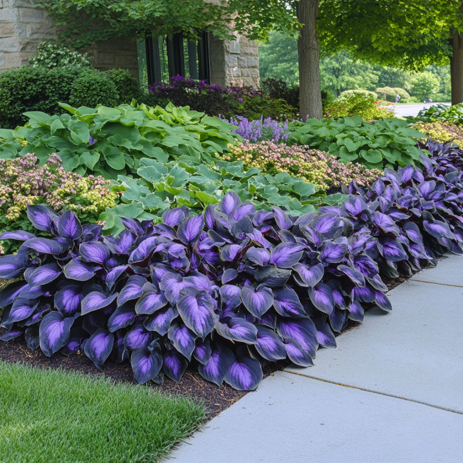 Rare Mix Hosta Plant Seeds, Purple  Black,  Exotic Shade Garden Beauty