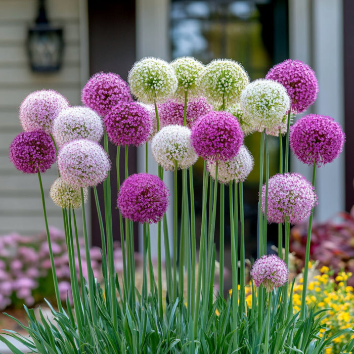 Mix Giant Allium Giganteum Flower Seeds, Stunning Perennial Color Variety