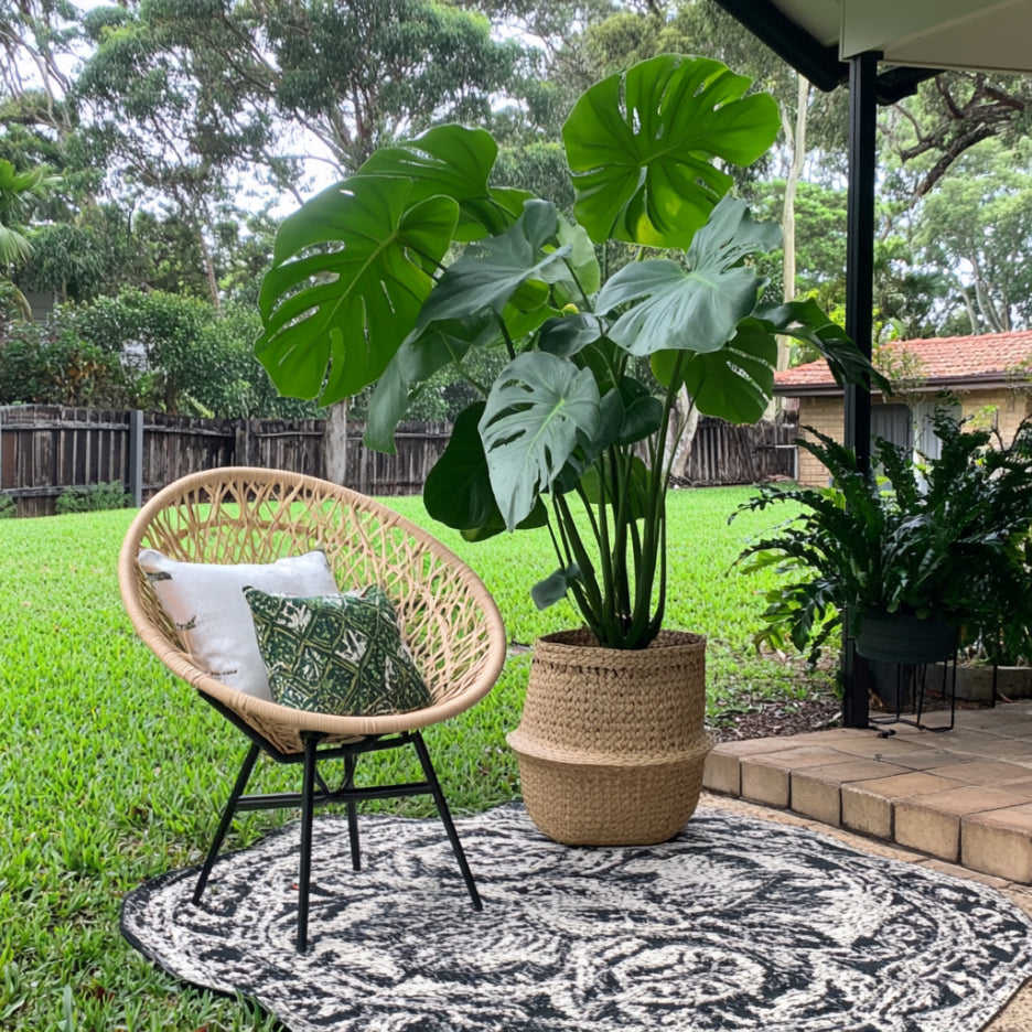 Monstera Deliciosa Plant Seeds – Grow Lush Green Tropical Foliage