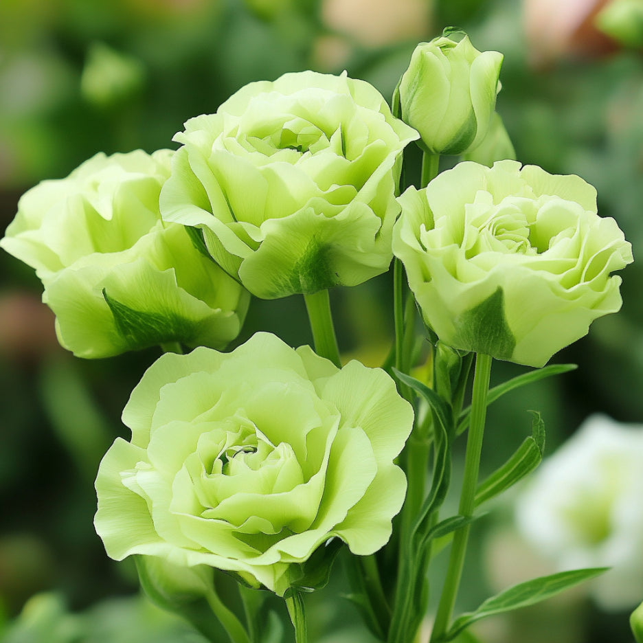 Lisianthus Rosita 2 Green Seeds, Unique Green-Tinted Blooms for Elegant Gardens & Bouquets
