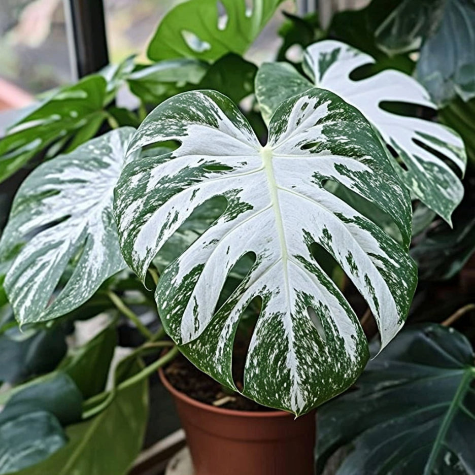 Monstera Siltepecana Seeds – Rare Silver & Green Foliage Vine