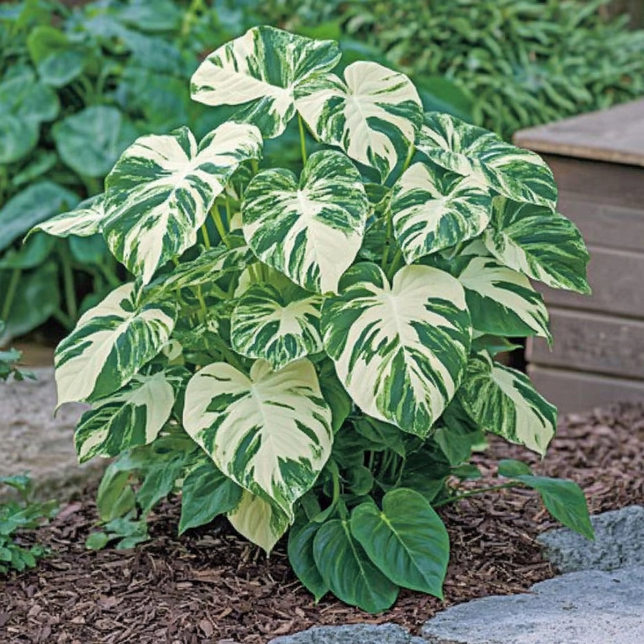 Rare Variegated Monstera Mint Seeds | Unique Minty-White & Green Foliage