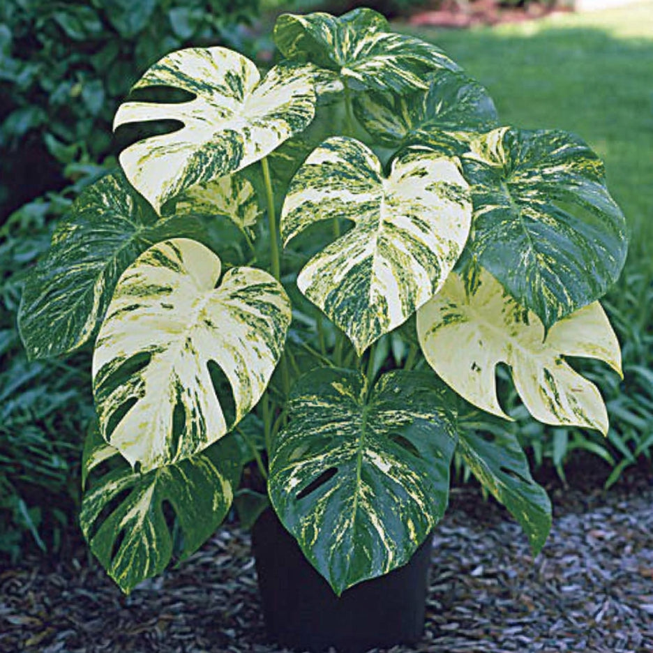 Variegated Monstera Thai Constellation Seeds – Speckled Cream & Green Foliage