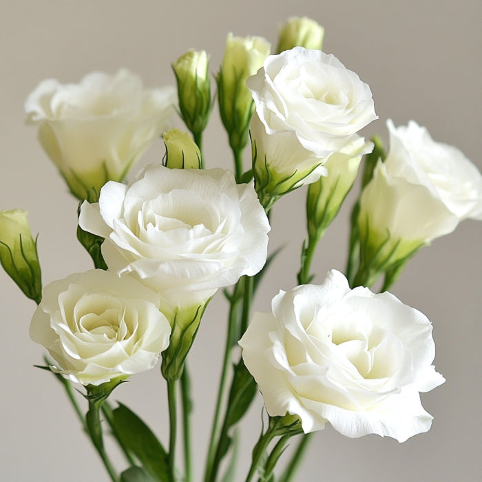 Lisianthus Echo White Seeds, Classic Pure White Blooms for Elegant Gardens & Bouquets