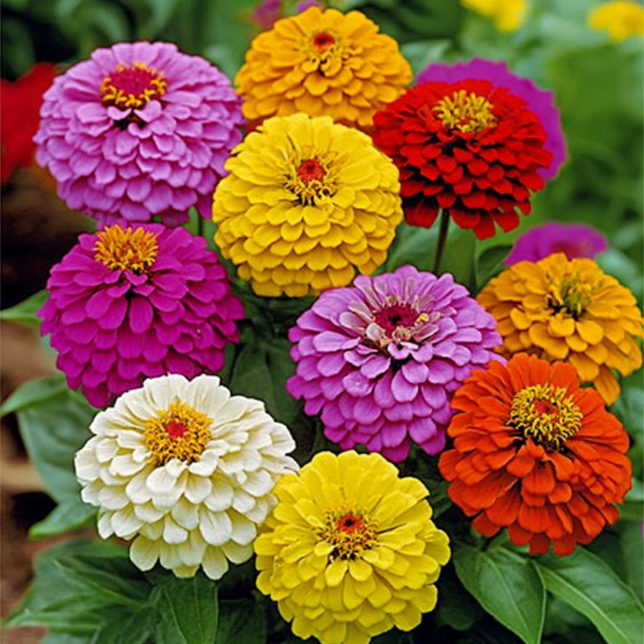 California Giant Zinnia Seeds, Grow Huge, Vibrant Flowers with Broad Petals