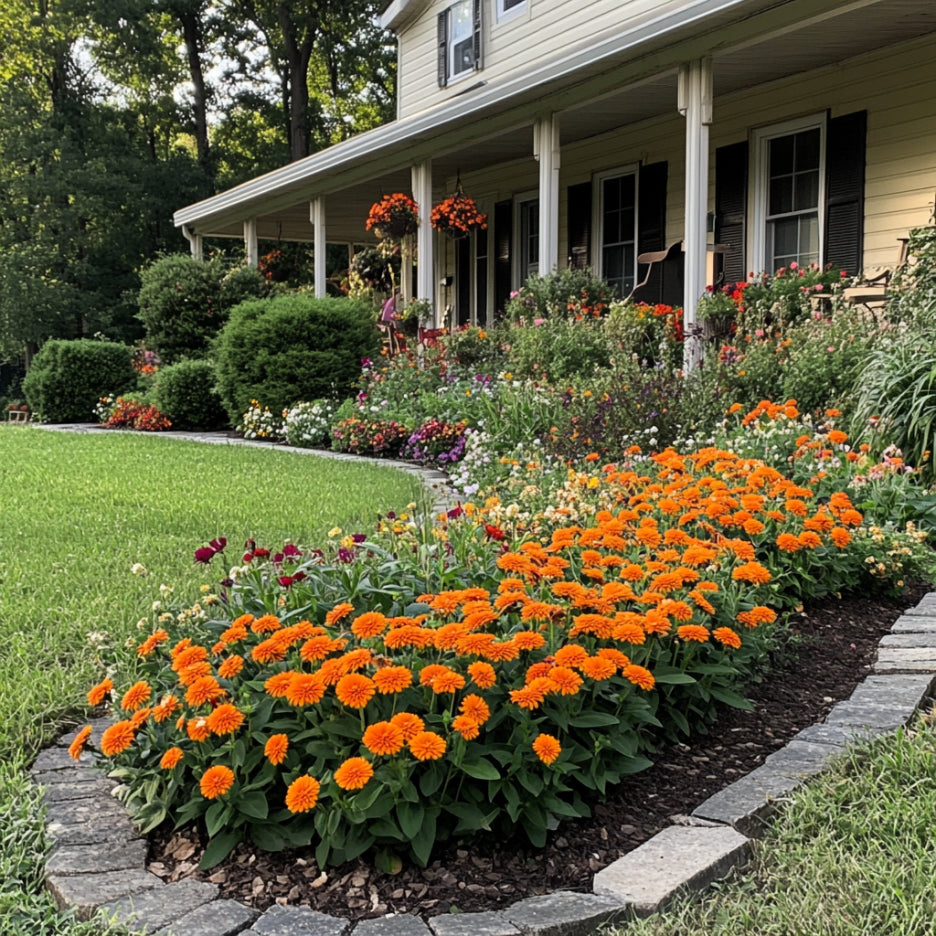 Orange Zinnia Seeds, Grow Vibrant & Fiery Orange Blooms