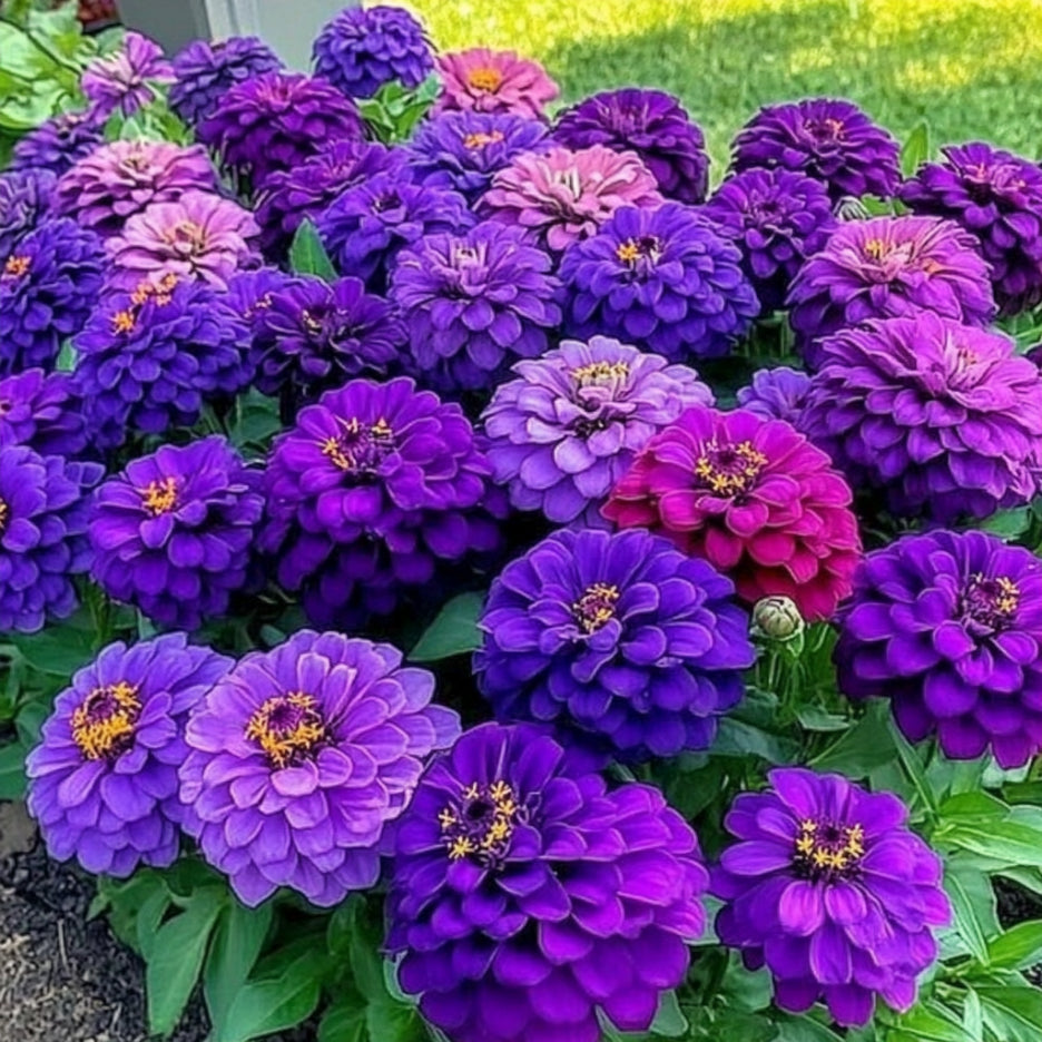 Purple Zinnia Seeds, Lavender, Violet, and Deep Purple Blooms