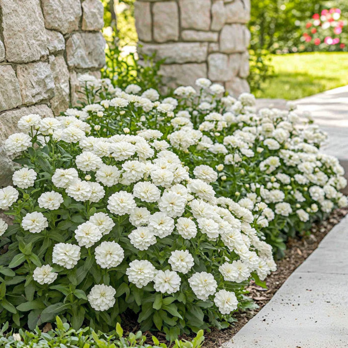 White Zinnia Seeds, Pure White & Cream-Colored Blooms for Your Garden