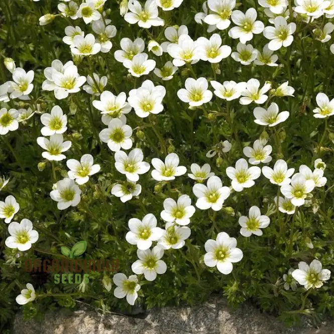Saxifraga Cebennensis seeds packet for planting rare alpine plants