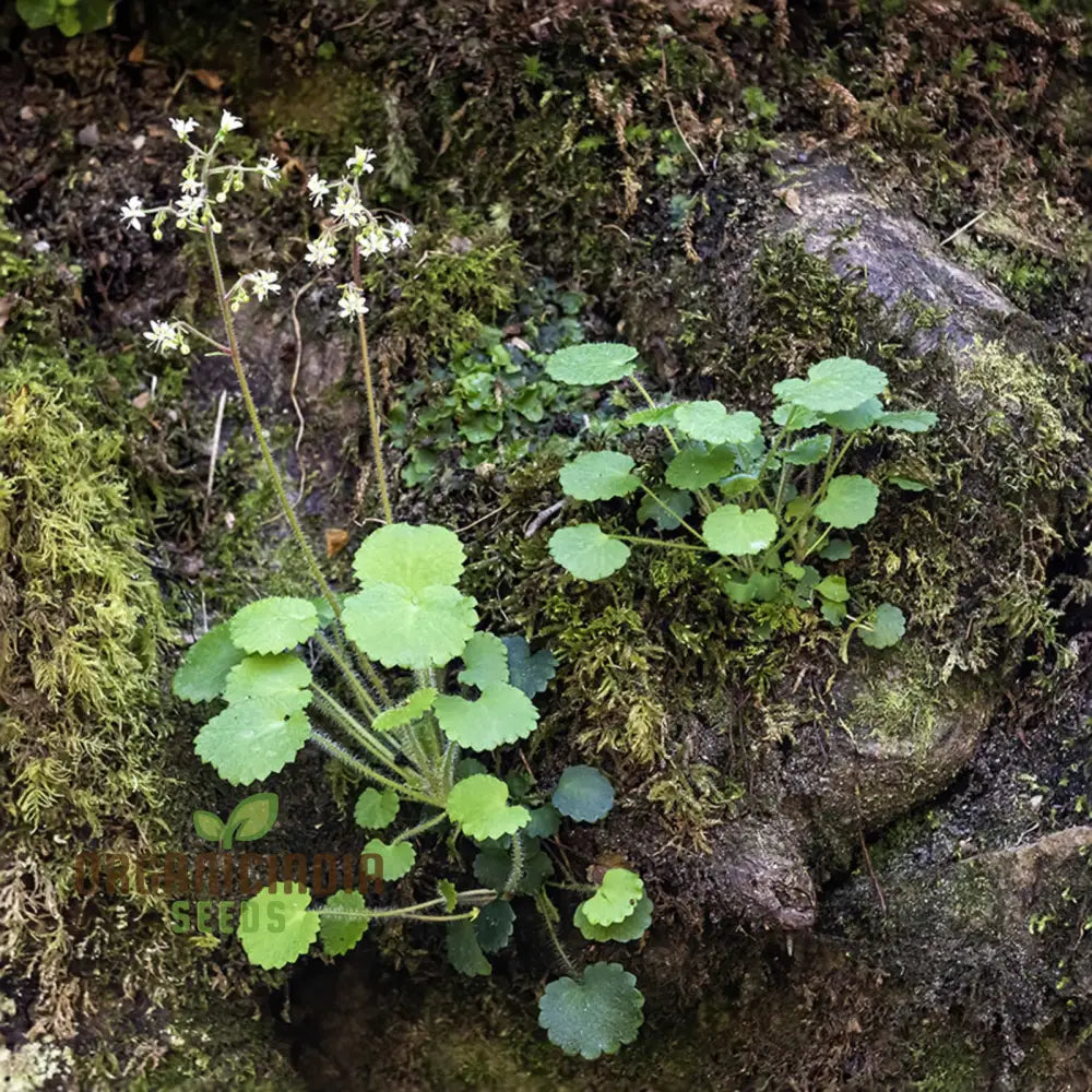 Saxifraga Hirsuta seeds grown in pot for alpine gardening
