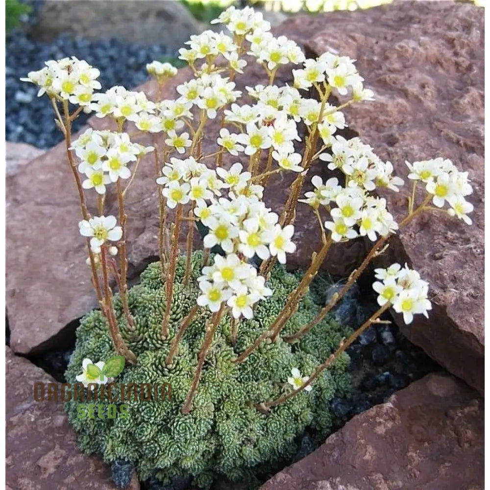 Saxifraga Paniculata seeds sprouting into healthy alpine seedlings