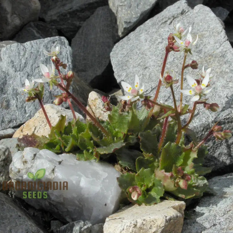 Saxifraga Stellaris seeds packet for planting alpine perennial flowers