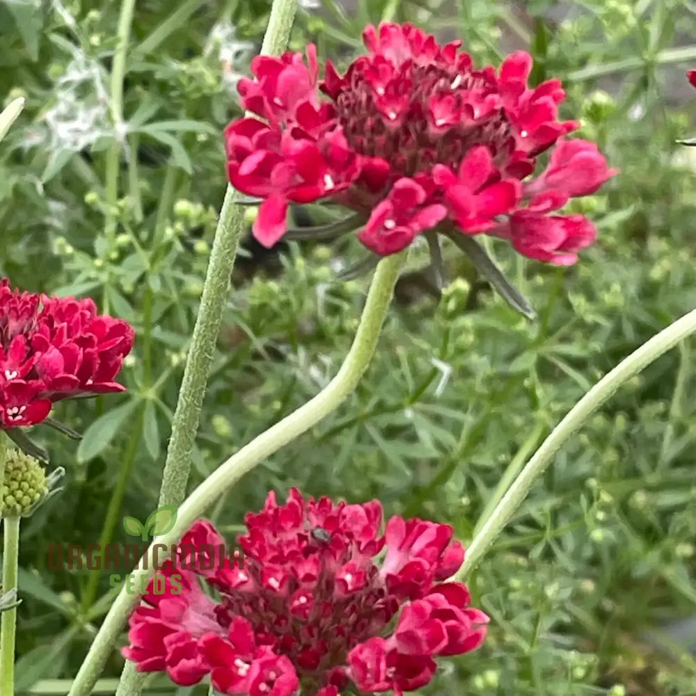 Scabiosa Atropurpurea â€™Beaujolais Bonnetsâ€™ Seeds - Exquisite Garden Flowers For Your Floral