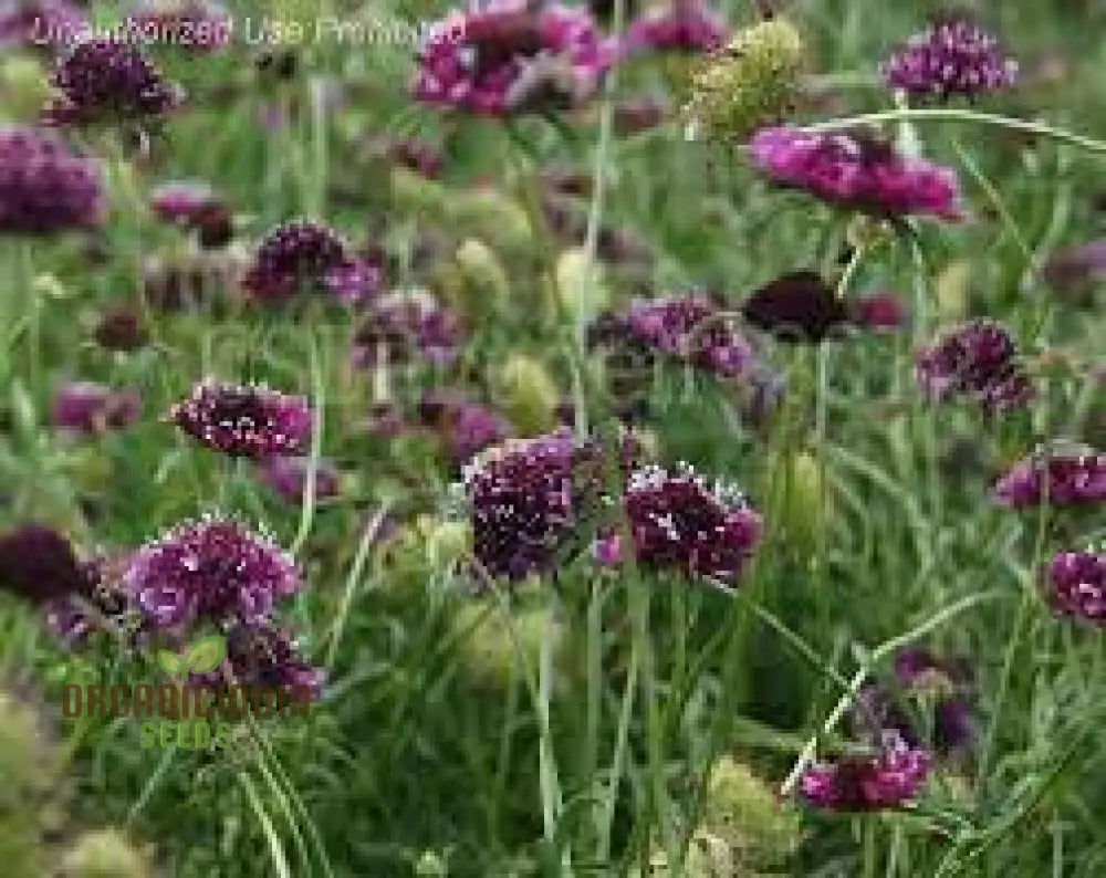 Scabiosa Atropurpurea â€™Beaujolais Bonnetsâ€™ Seeds - Exquisite Garden Flowers For Your Floral