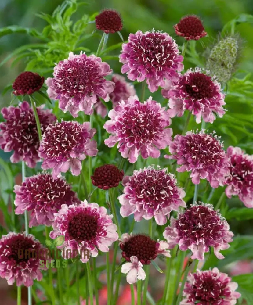 Scabiosa Atropurpurea â€™Beaujolais Bonnetsâ€™ Seeds - Exquisite Garden Flowers For Your Floral